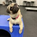 Pug-Canine-Dogtopia