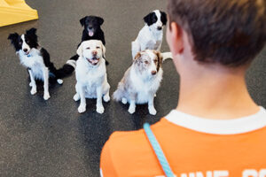 How to Pick the Right Dog Trainer