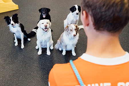 How to Pick the Right Dog Trainer