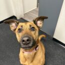 Canine-German Shepherd Dog Mix-Dogtopia