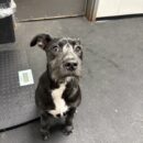 Labrador Retriever Mix-Dogtopia-Canine