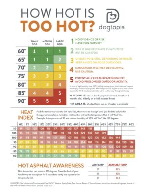 Why Spring Heat in Florida Is Riskier for Dogs Than You Think