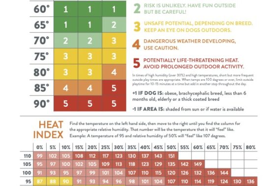 Why Spring Heat in Florida Is Riskier for Dogs Than You Think