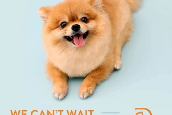 shows a well socialized, happy dog