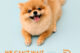 shows a well socialized, happy dog