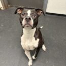 Canine-American Pit bull Terrier Mix-Dogtopia