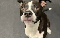 Canine-American Pit Bull Terrier Mix-Dogtopia