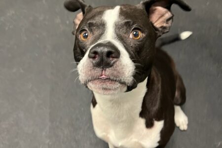 Canine-American Pit Bull Terrier Mix-Dogtopia