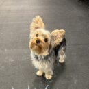 Yorkshire Terrier-Dogtopia-Canine