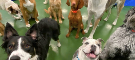 Dog practicing a scent game at home as part of healthy dog enrichment ideas.