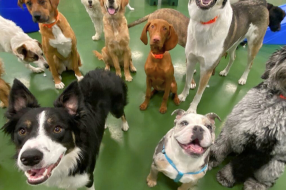 Dog practicing a scent game at home as part of healthy dog enrichment ideas.