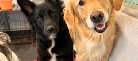 Golden Retriever playing with friends inside a climate-controlled dog daycare in Viera.