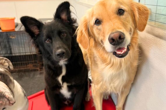 Golden Retriever playing with friends inside a climate-controlled dog daycare in Viera.