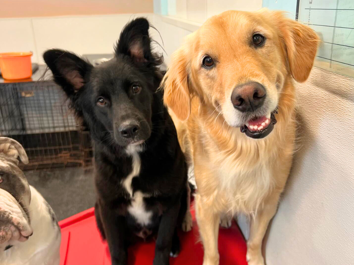 Golden Retriever playing with friends inside a climate-controlled dog daycare in Viera.