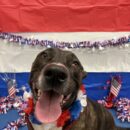 Dogtopia-American Pit Bull Terrier-Canine
