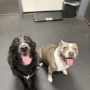Dogtopia-Labrador Retriever Mix-Dogtopia