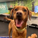 Dogtopia-Labrador Retriever-Canine