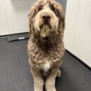 Newfoundland Doodle-Canine-Dogtopia