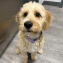 Goldendoodle-Dogtopia-Canine