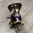 Canine-Bernadoodle-Dogtopia