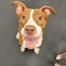 American Pit Bull Terrier-Dogtopia-Canine