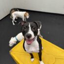 Canine-Dogtopia- American Pit Bull Terrier
