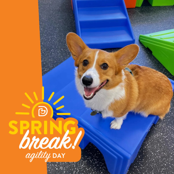 Spring Break: Agility Day - Navy Yard