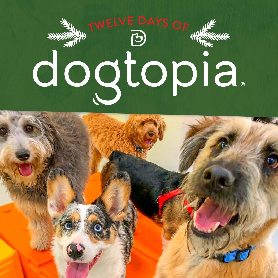 🗓️ 12 Days of Dogtopia 🗓️ Union