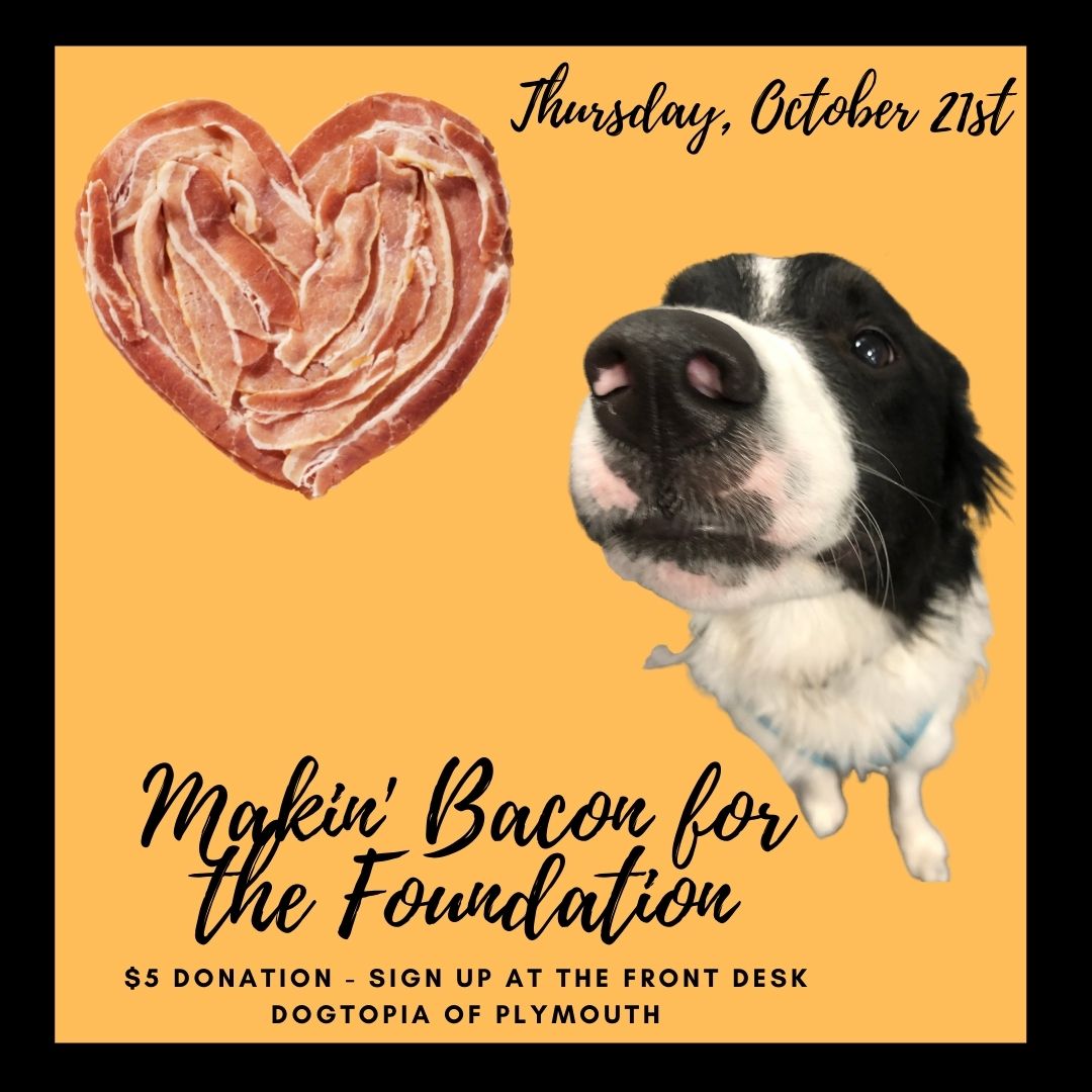 National Pets for Veterans Day Plymouth