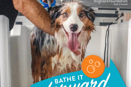 Dog getting a Bath Dogtopia Foundation