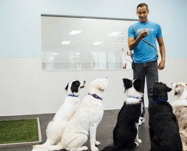 dogs sitting, manners and trainer, dogtopia, best dog daycare