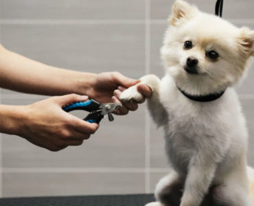 Dog getting nails trimmed at Daycare