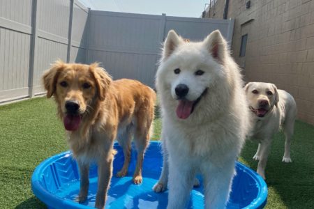 We will have the pools out and ready for the pups to have another exciting pool party at Maplewood's best Doggie Daycare & boarding !
