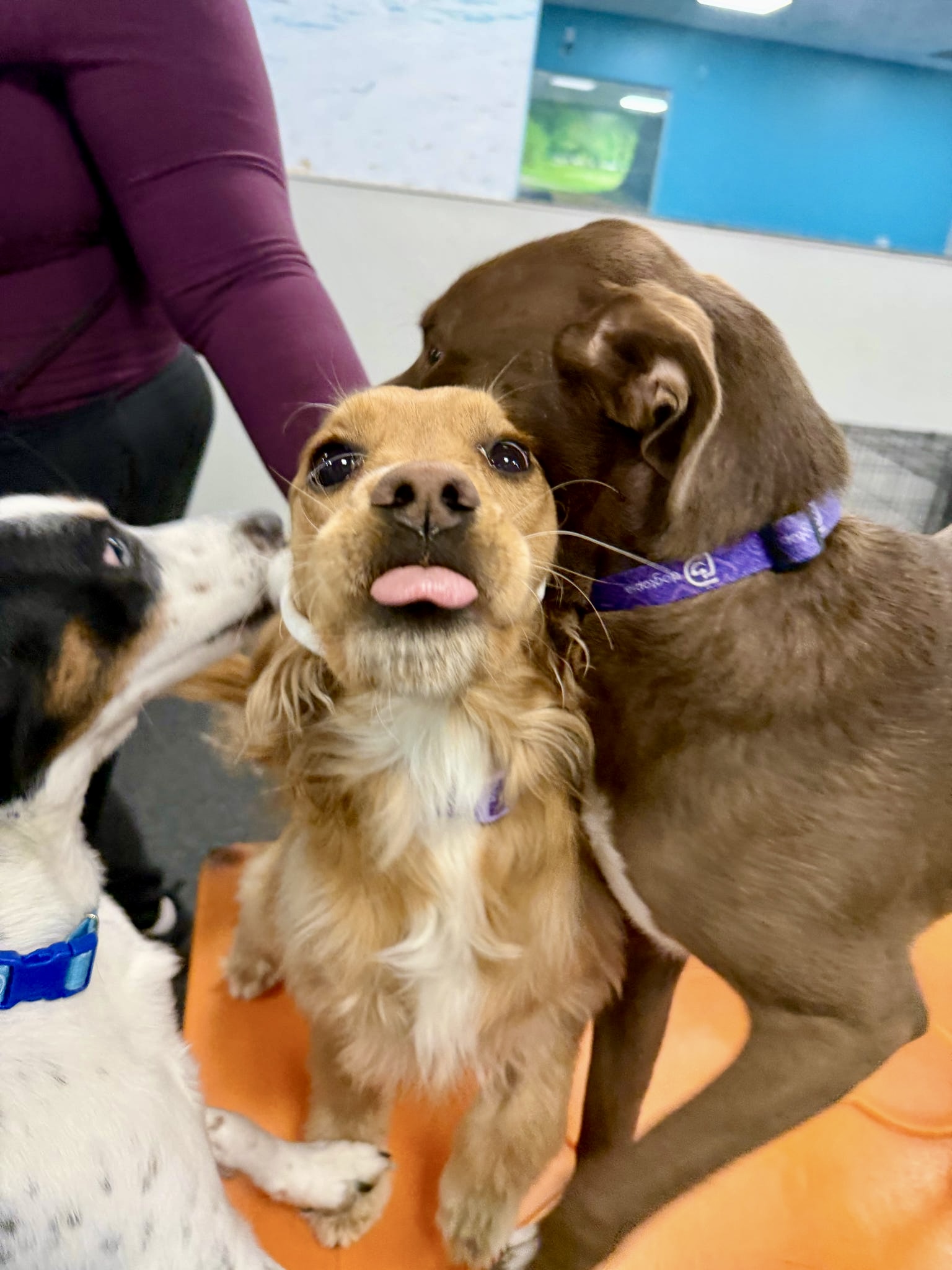 Happy Dogs