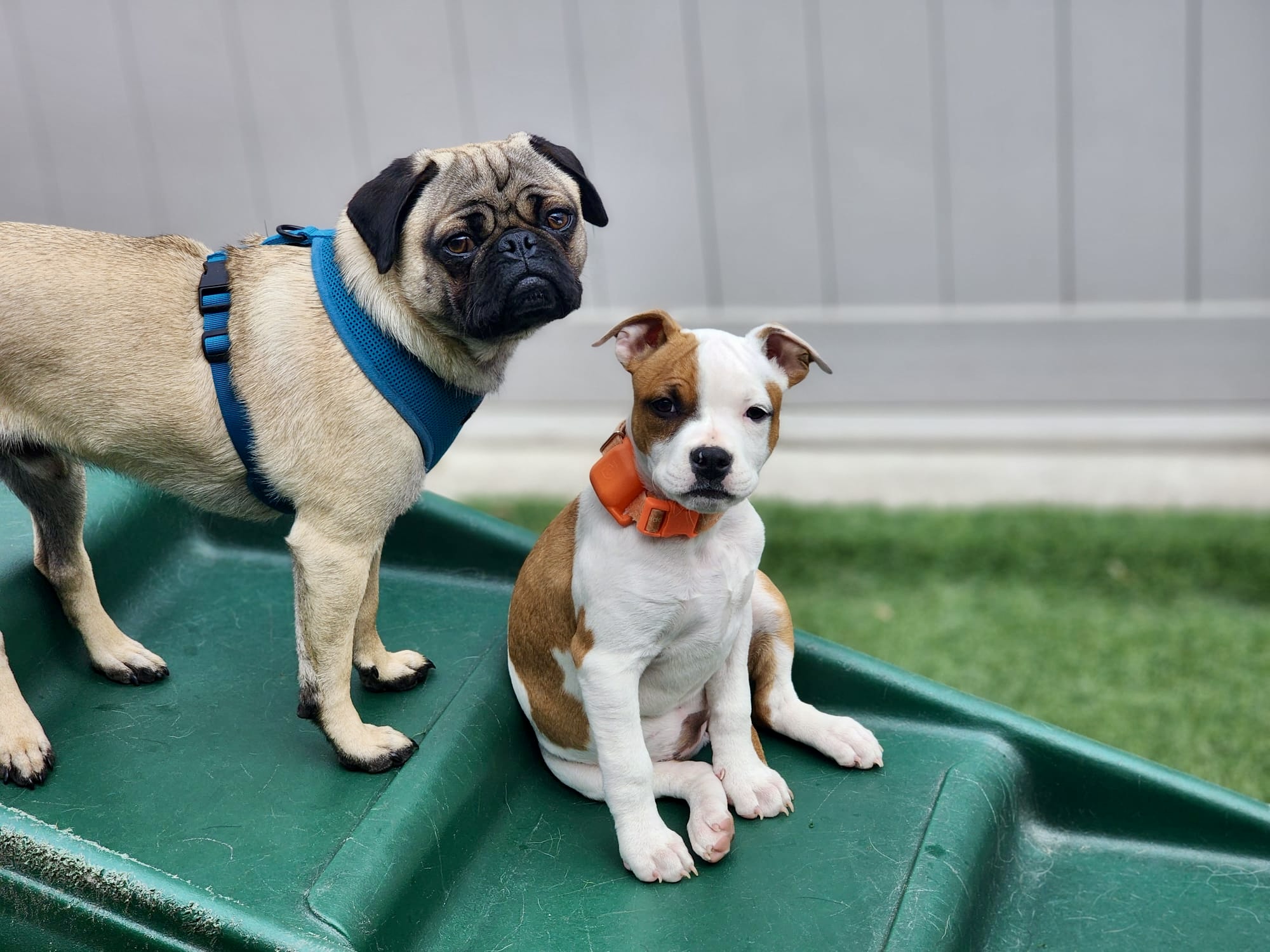 Happy Dogs