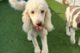 Dog Aging Project