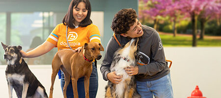 Dog daycare summer