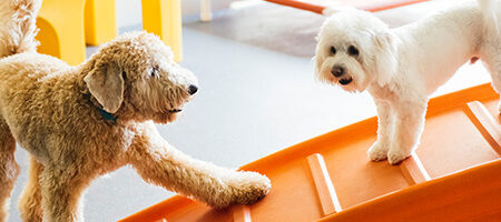 happy dog at Dogtopia of Bethpage daycare