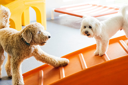happy dog at Dogtopia of Bethpage daycare
