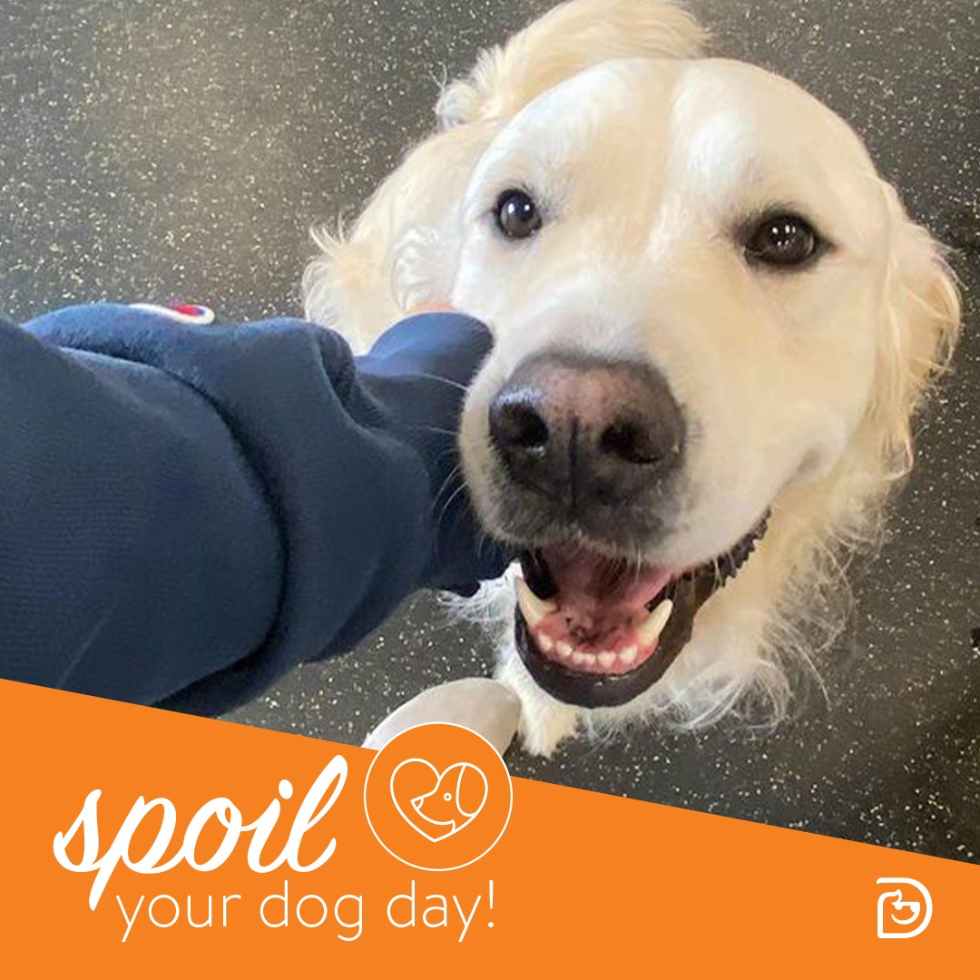 Spoil Your Dog Day - Shrewsbury