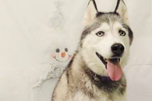 A german shepard in front of a white backdrop