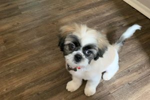 A white dog with black around its eyes stares up at the camera