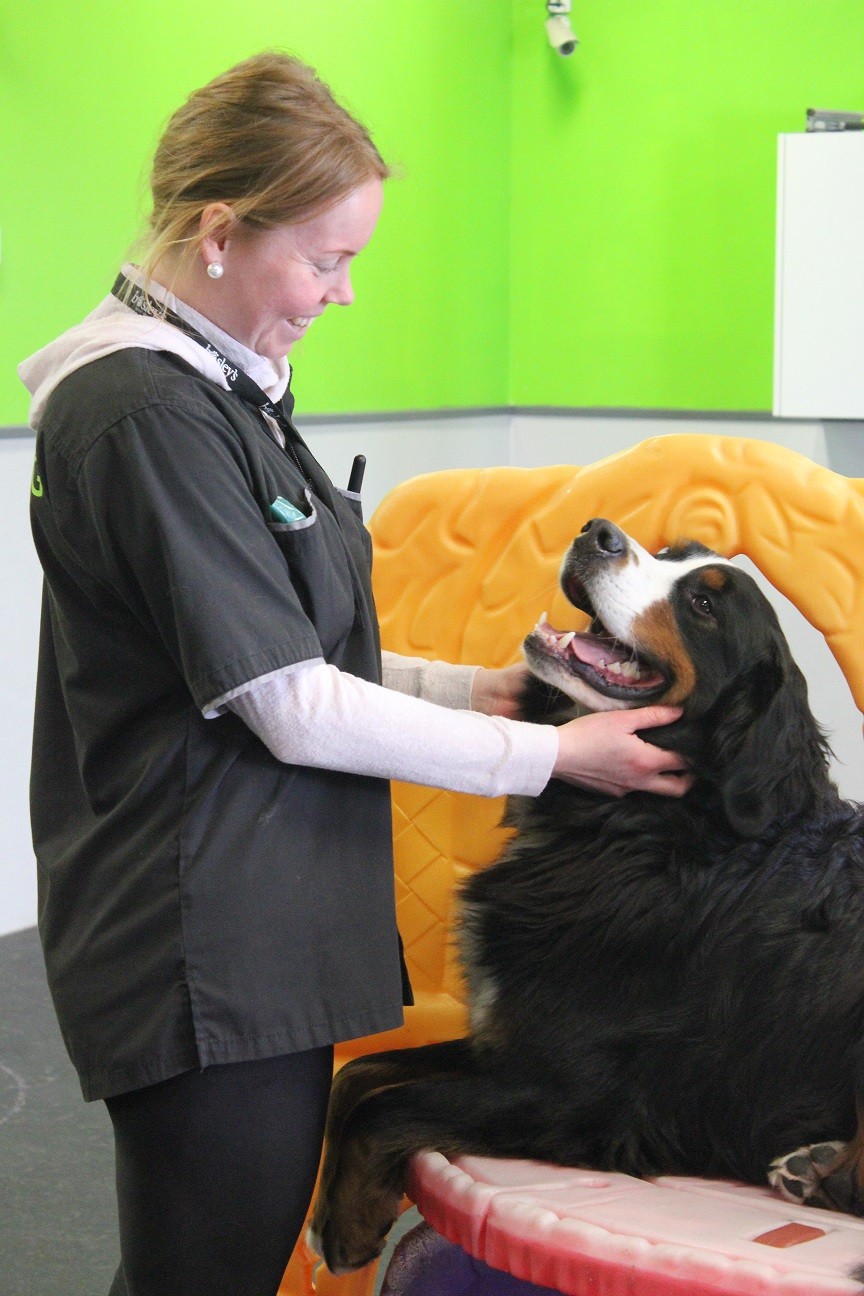 Dog Daycare Coquitlam Dog Grooming Dogtopia Coquitlam