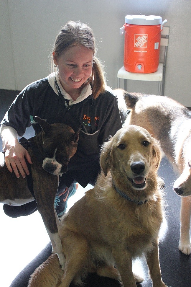 Dog Daycare Coquitlam Dog Grooming Dogtopia Coquitlam