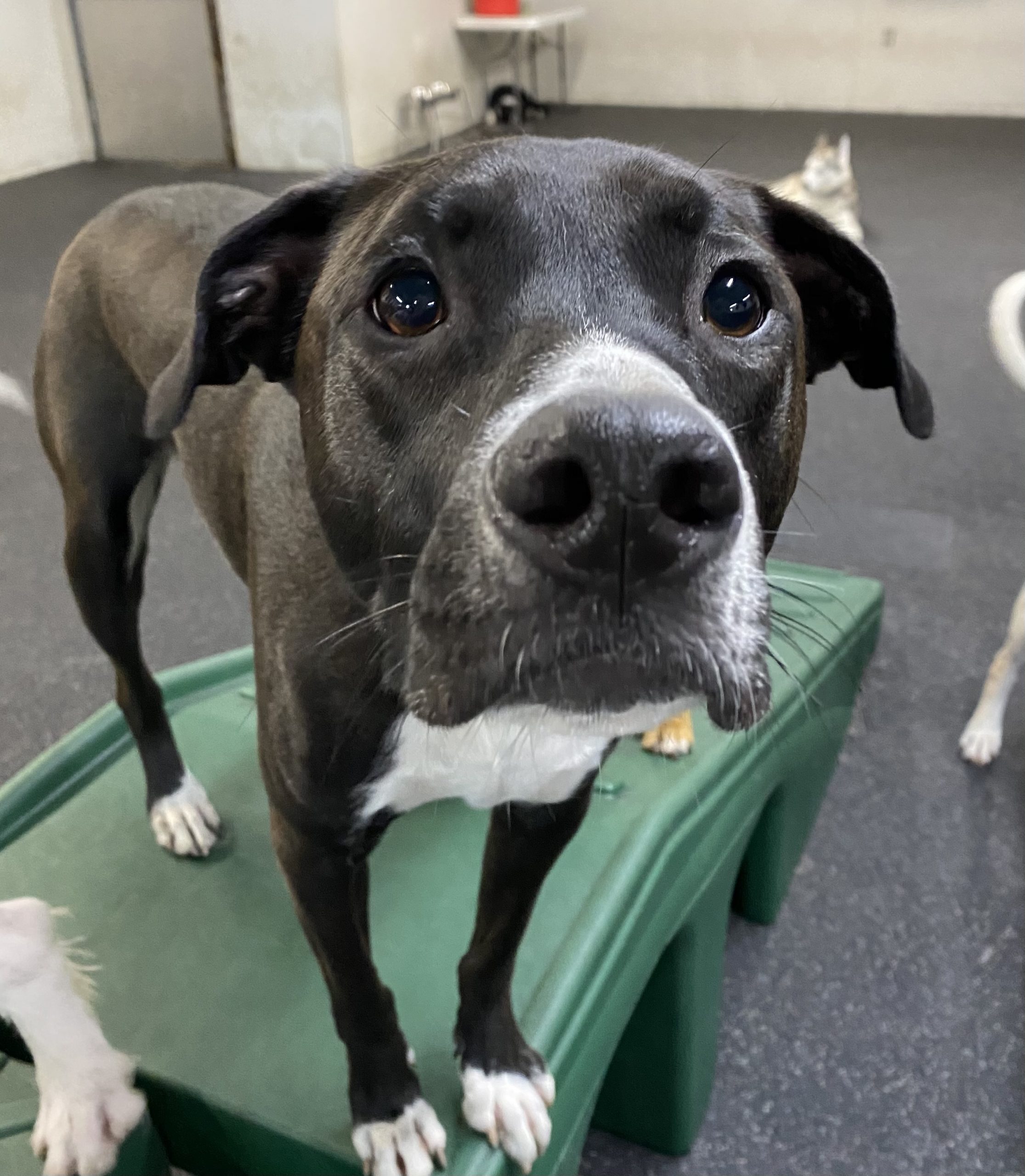 Dogtopia Of Belden Canton Reviews - 32offo1