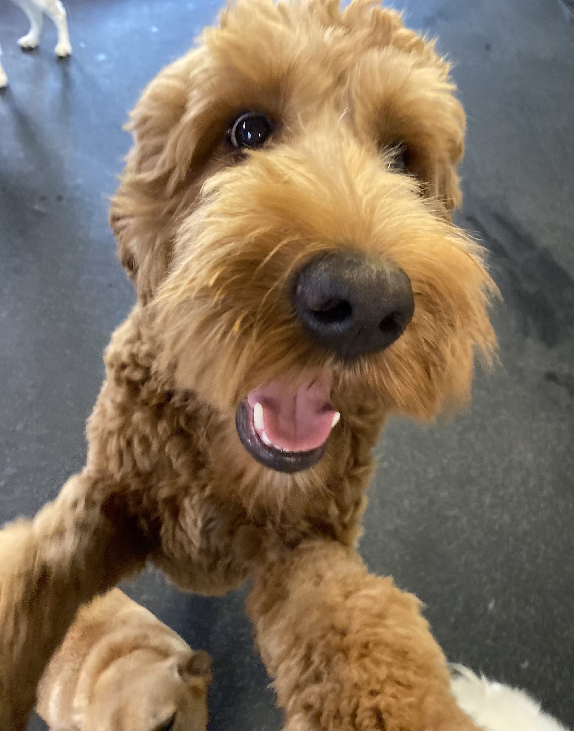 Dogtopia Of Belden Canton Reviews - wc02tc2