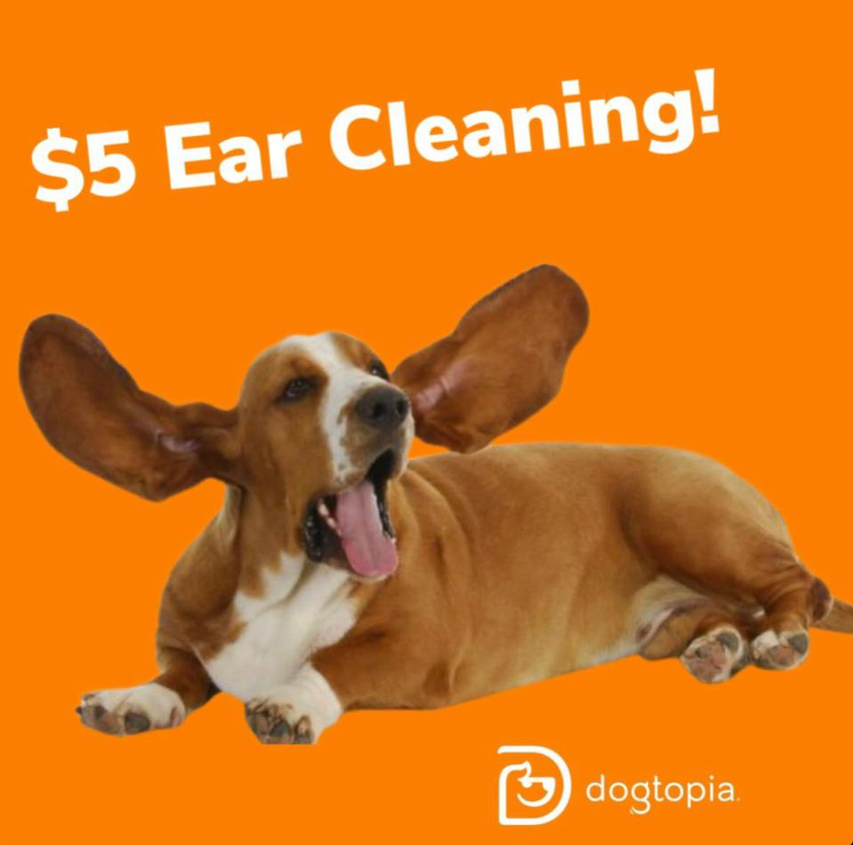 5 Ear Cleaning Cedar Mill