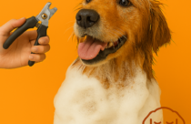 A wet Golden Retriever covered in white soap suds stands against a bright orange background. The dog has its mouth open with its tongue out and looks happy and relaxed. On the left side, a hand holds black and silver pet nail clippers pointed upward. In the bottom right corner, there is a simple orange line drawing of a dog’s face with closed eyes and floppy ears