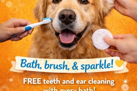 Dog getting ears cleaned and teeth brushed promoting bath special at Dogtopia