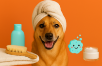Golden-brown dog with a towel wrapped around its head, smiling against a bright orange background. Spa items including a turquoise bottle, wooden brush, folded towel, cheerful bath sponge emoji, and a small jar of cream are arranged on either side of the dog.